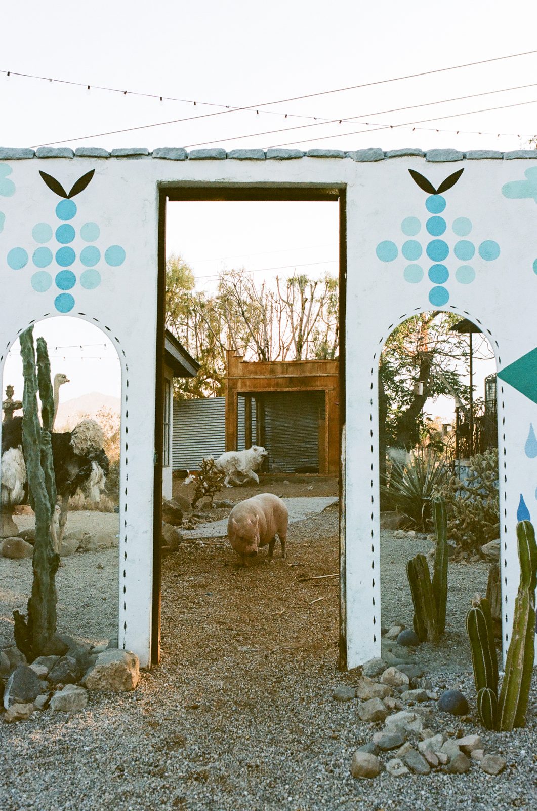 A pig and ostriches seen through the painted archway