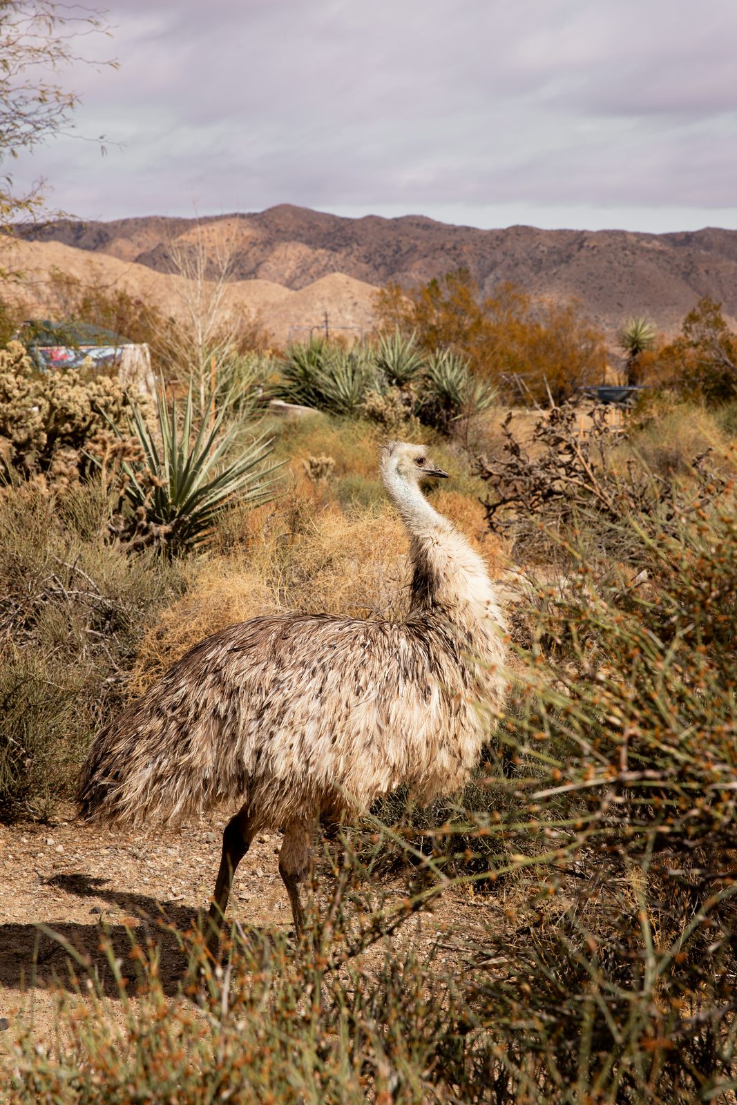 An emu standing in tall desert brush and yucca at the sanctuary, golden hills and a wide sky behind it
