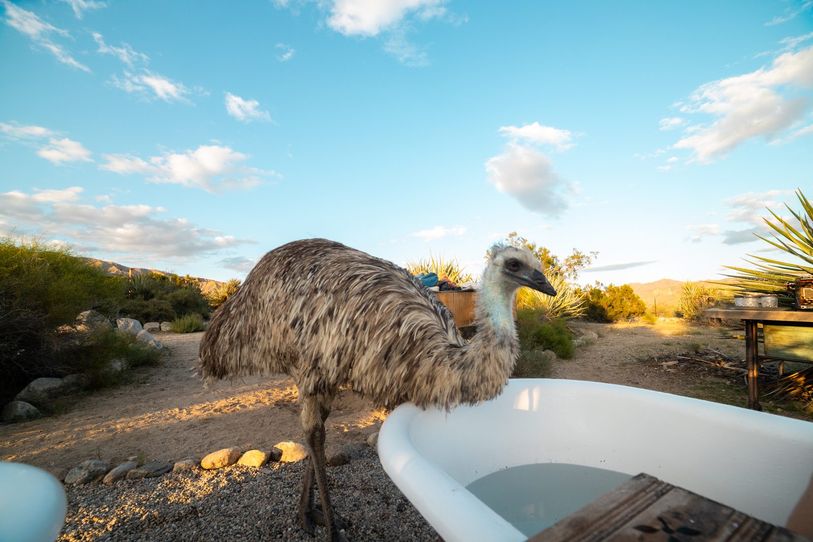 A shaggy brown emu leaning over an outdoor clawfoot tub under a bright blue desert sky with mountains on the horizon