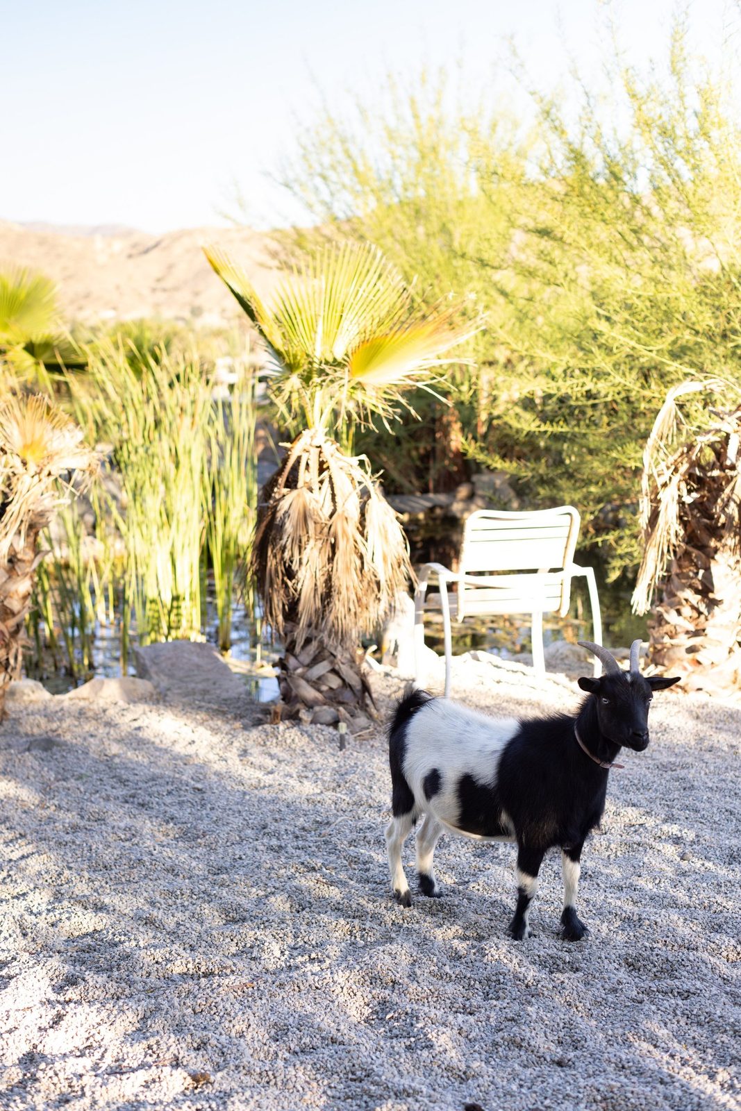 A black and white pygmy goat pausing on the sunlit gravel beside the sanctuary pond, framed by fan palms