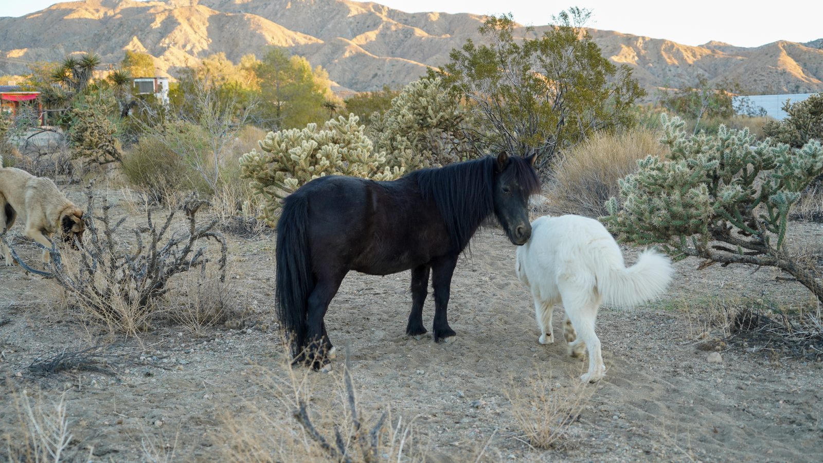 A black mini horse standing nose to nose with a fluffy white dog in desert brush, mountains rising behind them