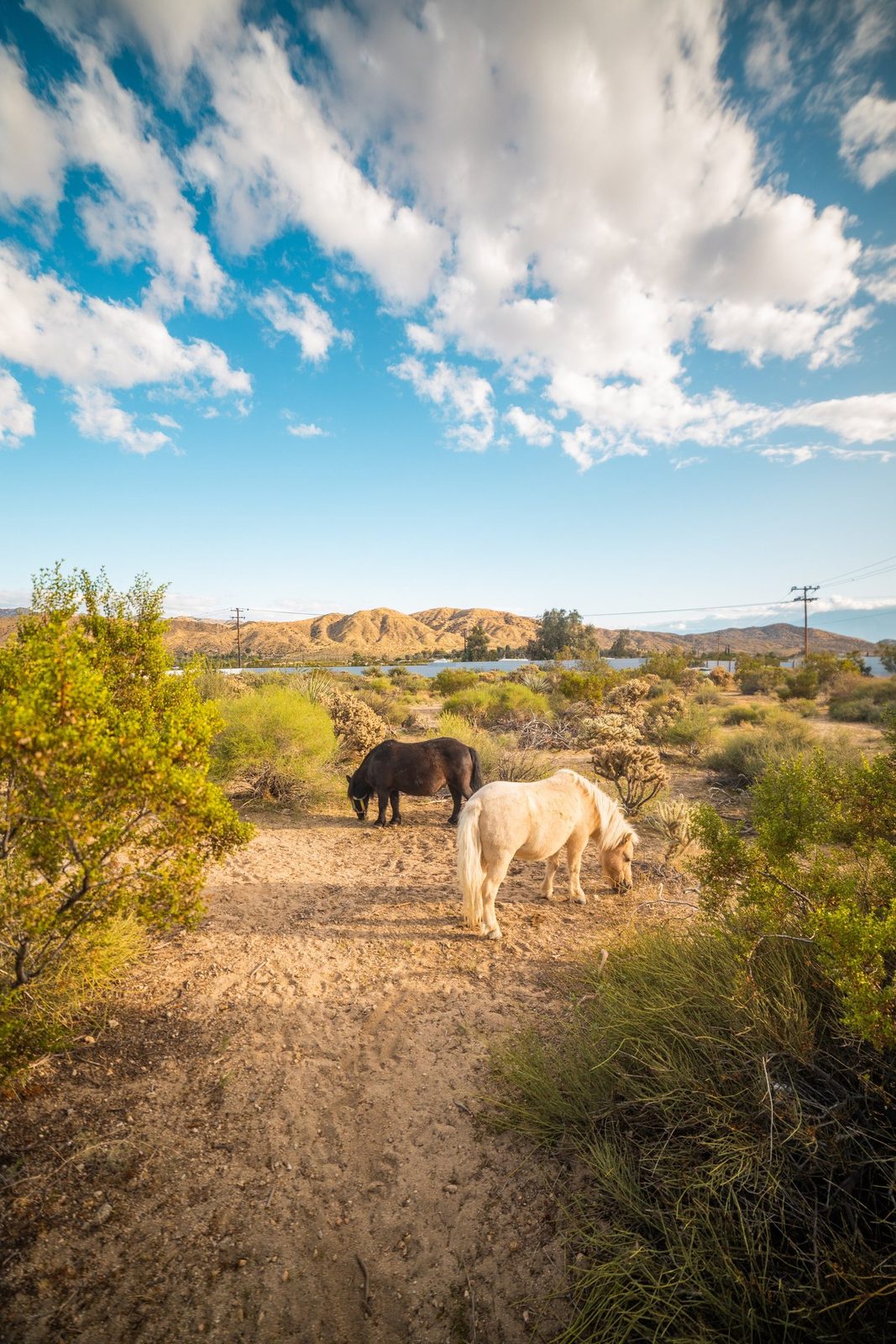 Two miniature horses, one dark and one cream colored, grazing along a sandy desert path under a bright blue sky