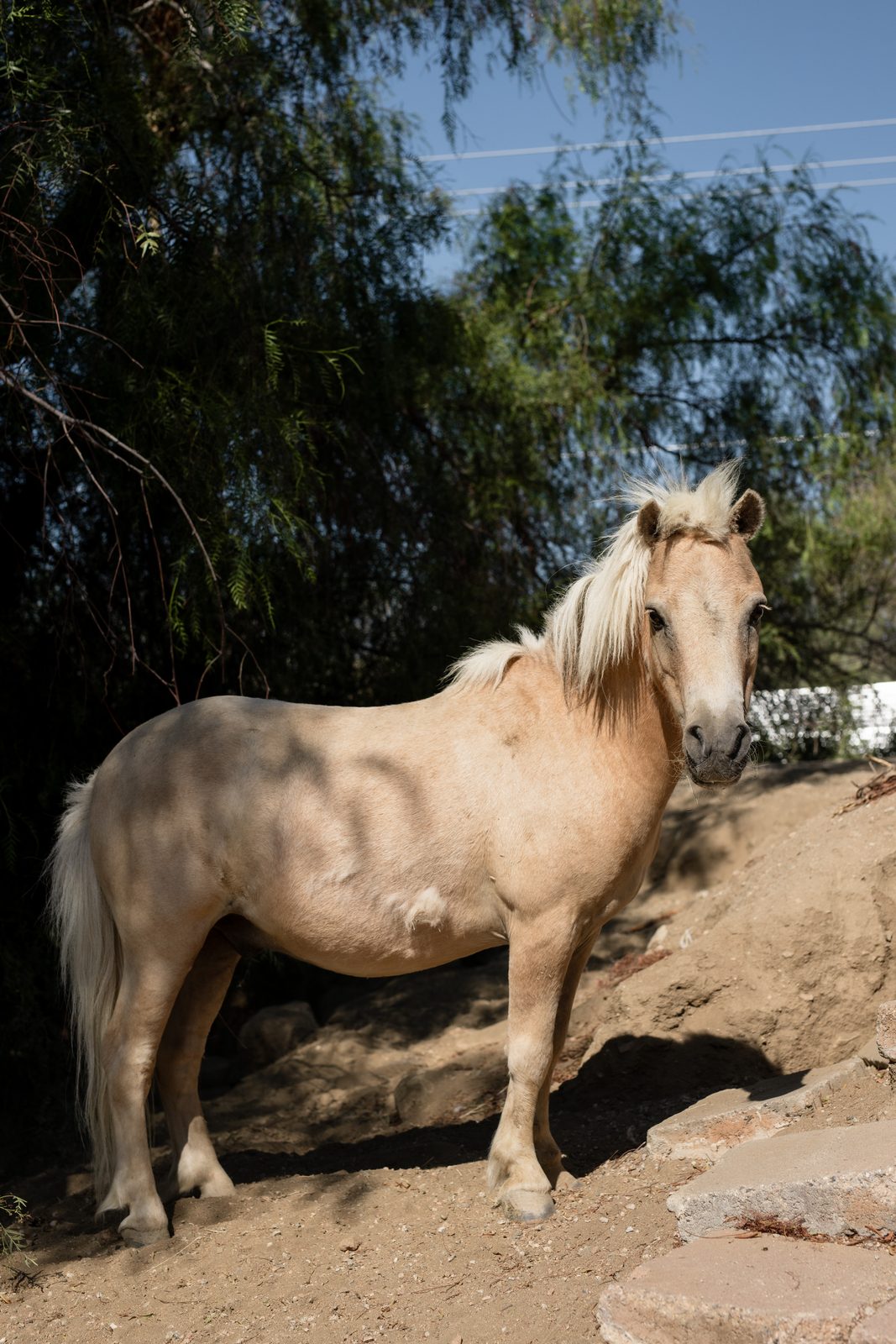 A palomino mini horse with a pale flowing mane standing on a sandy slope beneath dark green trees