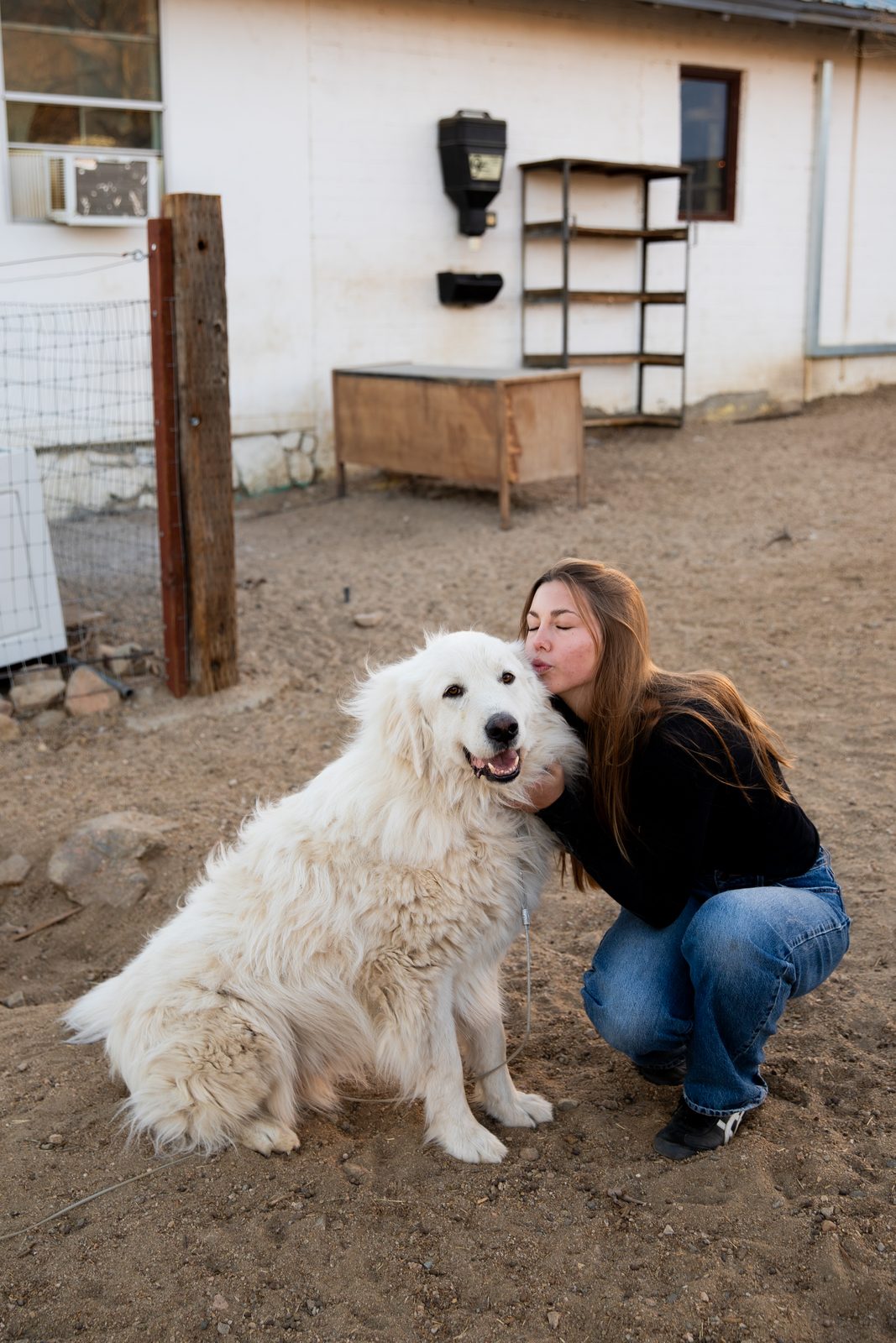 A visitor kneeling in the sandy yard to hug a fluffy white Great Pyrenees who leans into her
