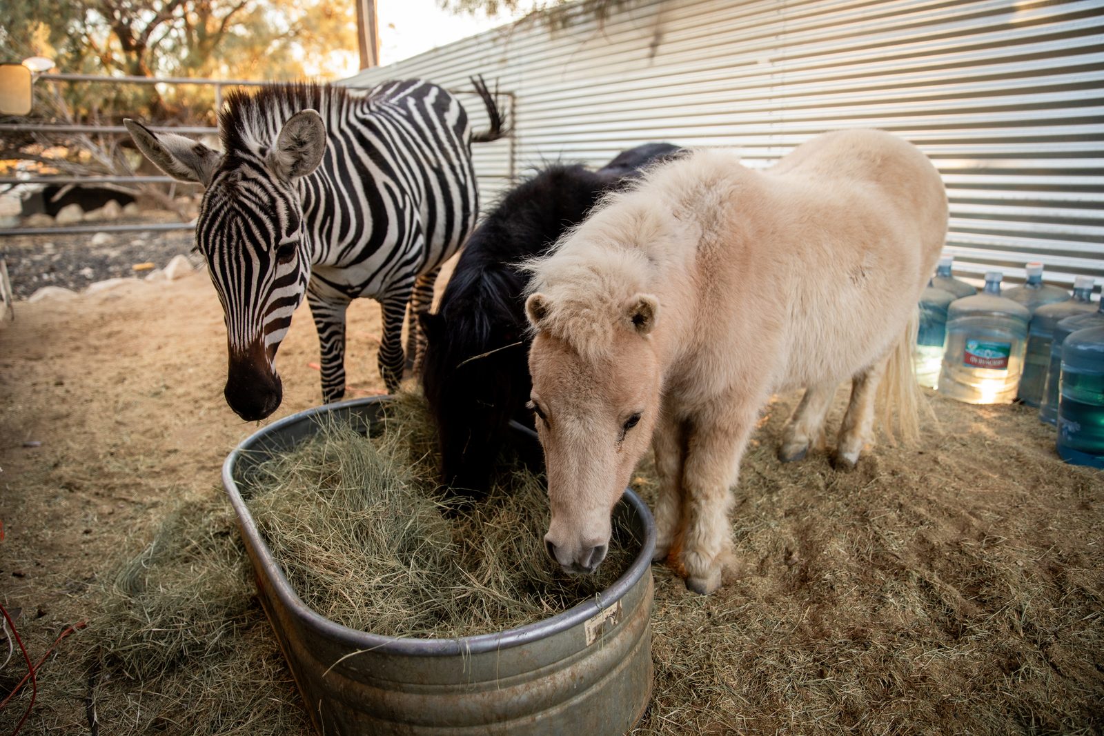 Rubs the zebra eating hay from a metal tub side by side with a black mini horse and a cream colored mini horse