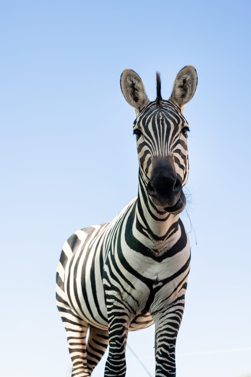 Rubs the zebra standing tall against a clear blue sky, ears up and looking straight at the camera