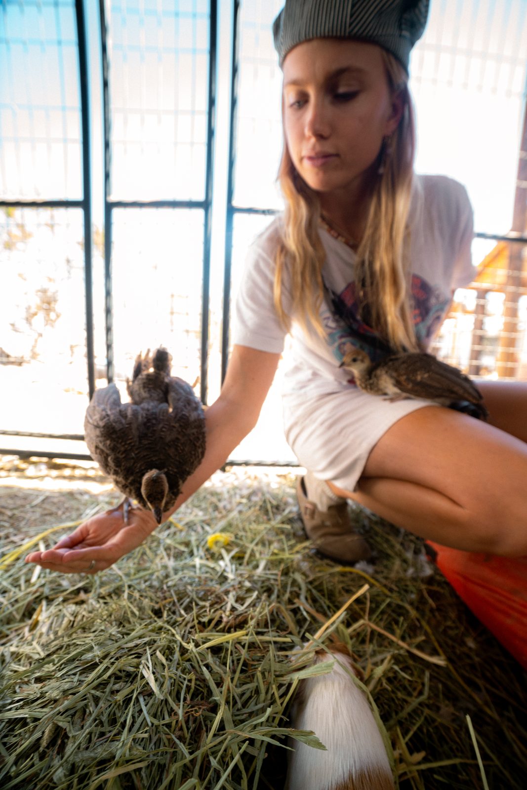 Crouched in the straw of the barn hand feeding one of the birds