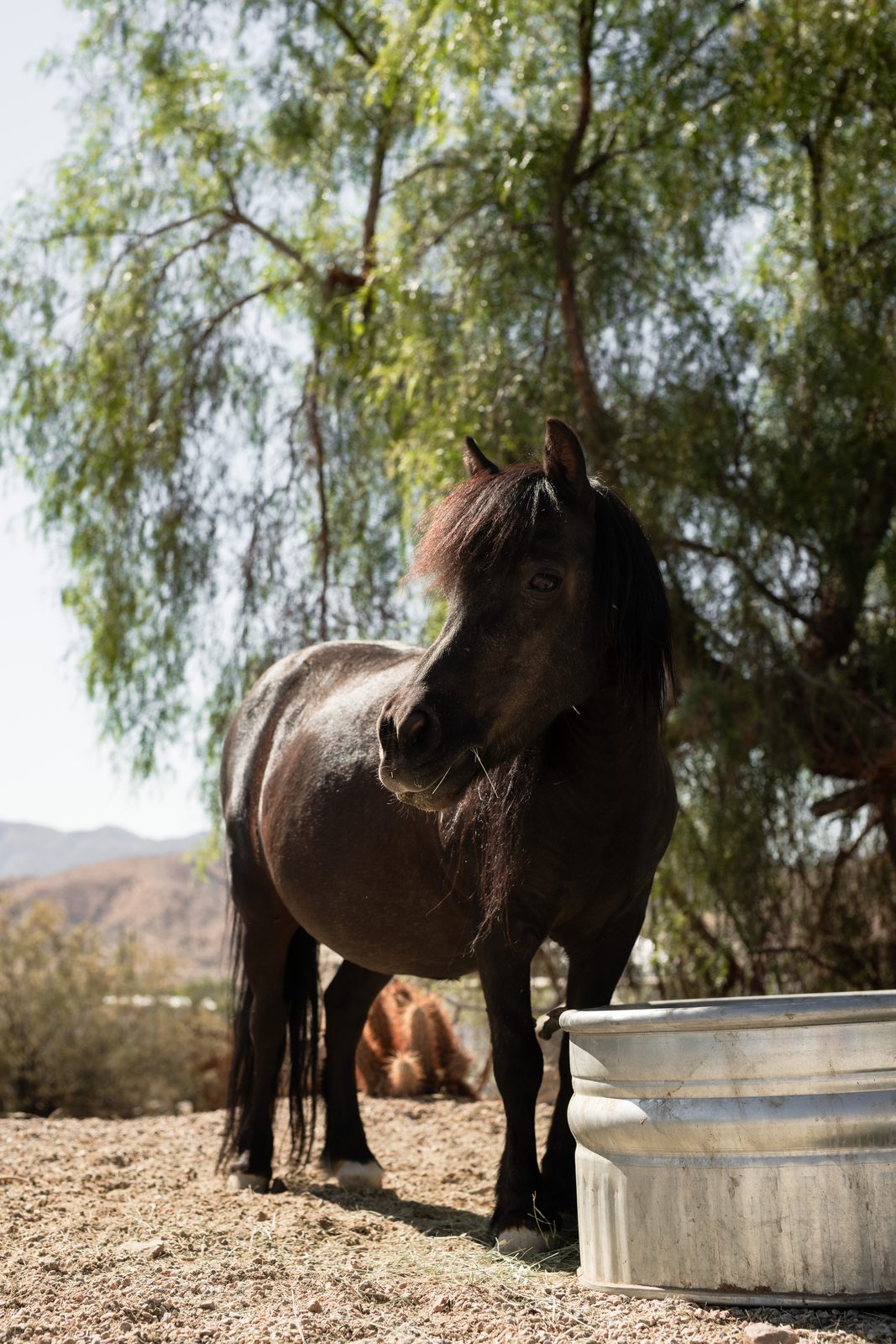 The black mini horse taking a drink from the galvanized trough under the trees