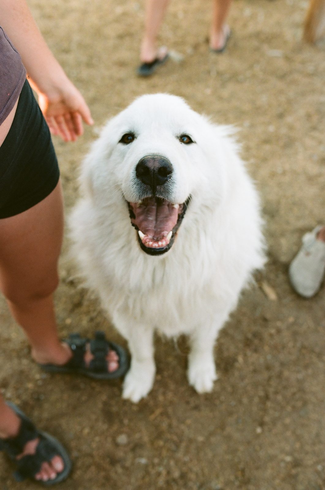One of the big white rescue dogs grinning up at visitors