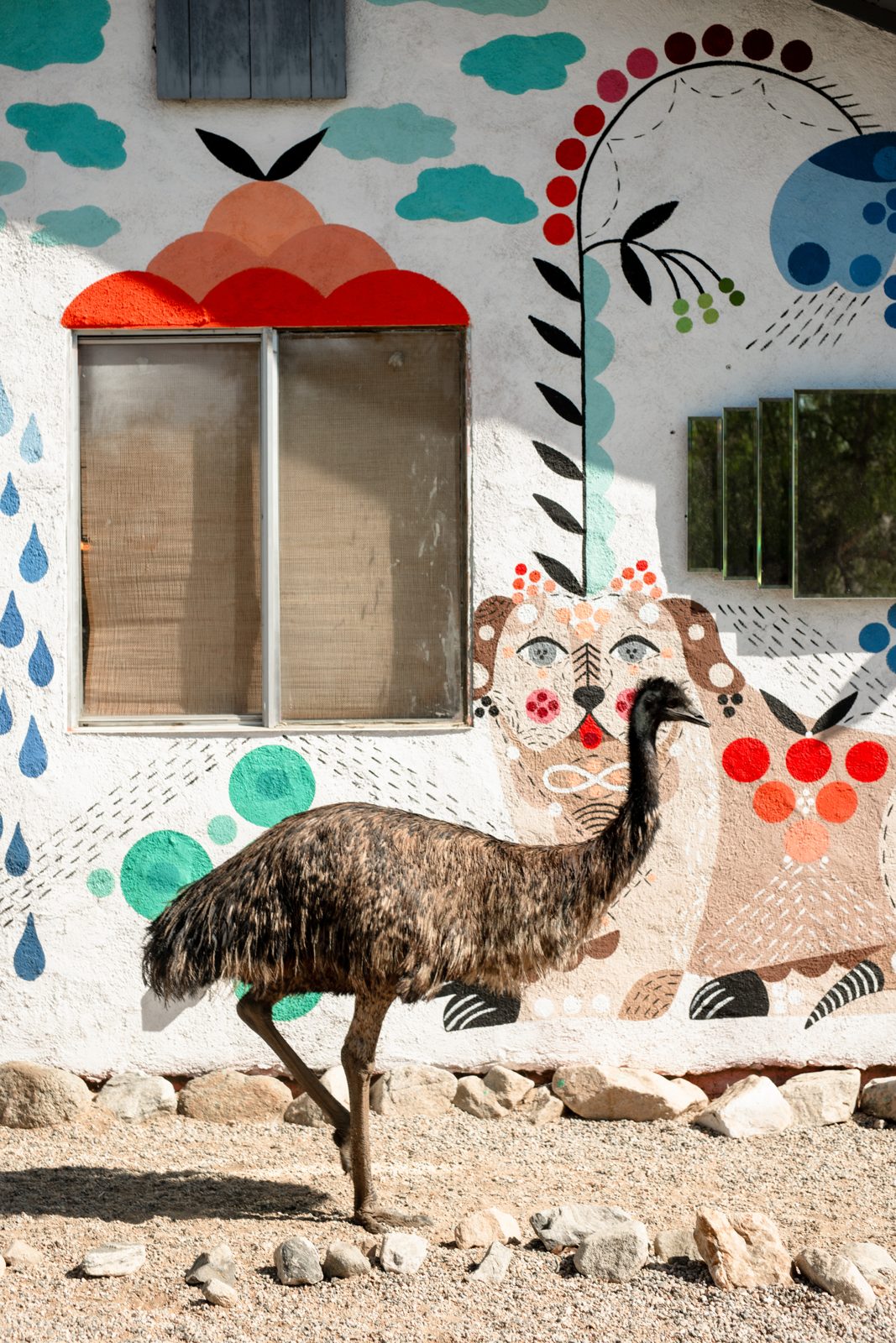 An emu strutting past the painted mural wall