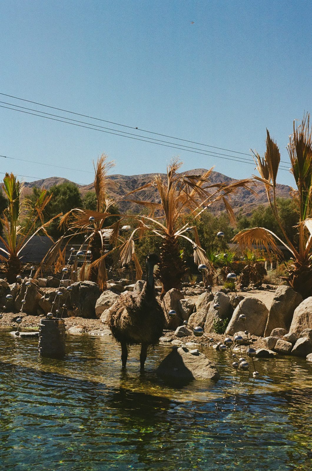 An emu wading in the natural pond