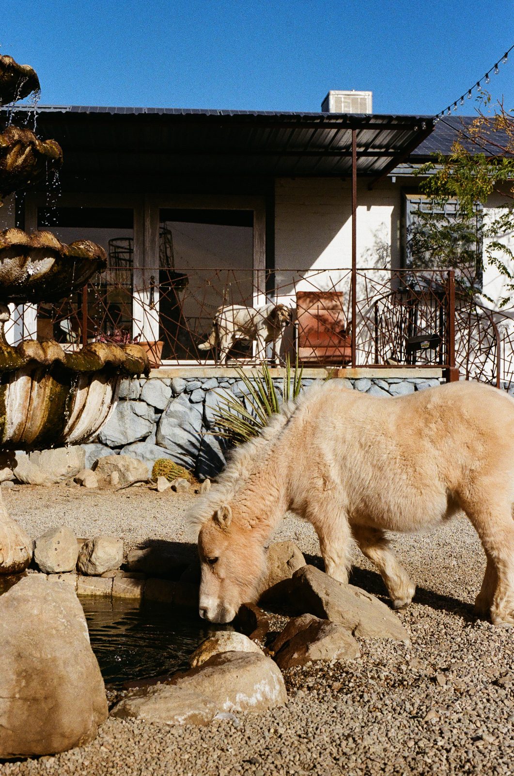 A mini horse drinking from the stone fountain in warm light