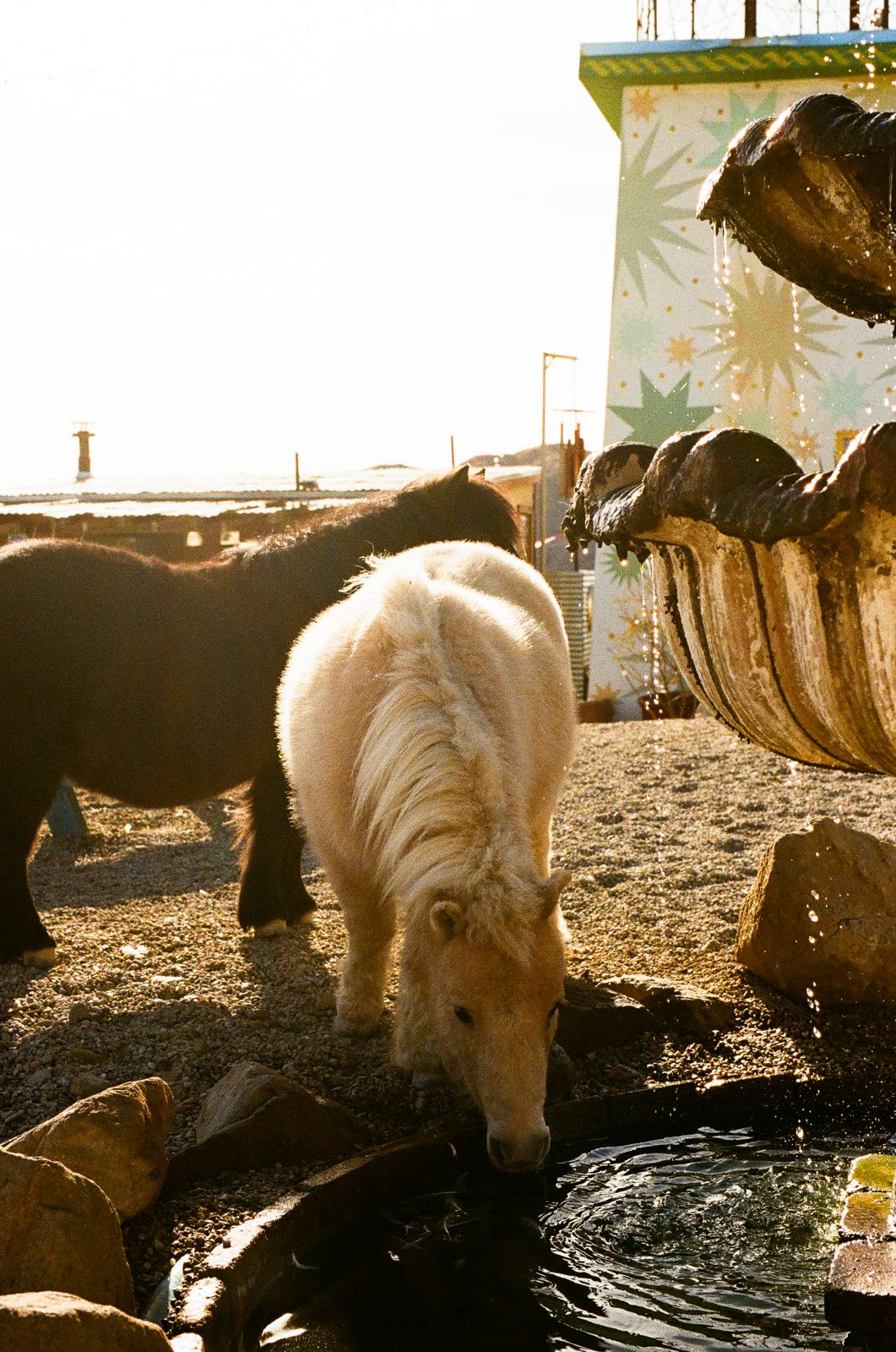 Two mini horses drinking at the fountain in golden light