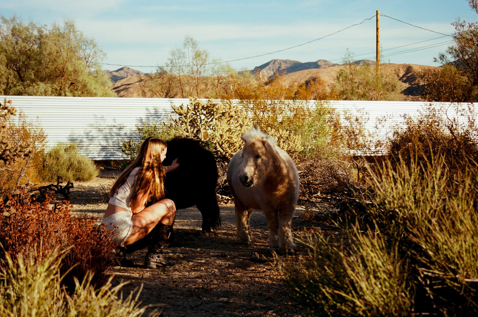 A guest crouching on the desert path to love on the black mini pony while the palomino ambles over to join