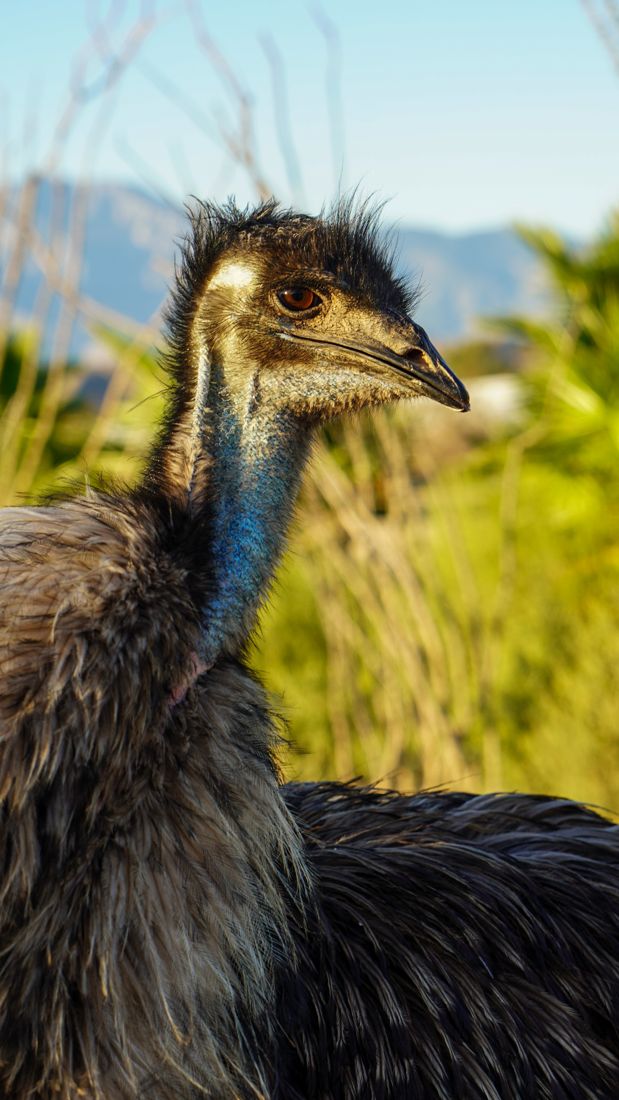 The emus, curious and tall