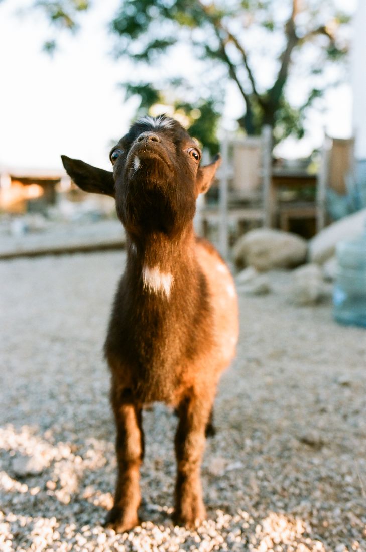 The goats, persistent, all of them