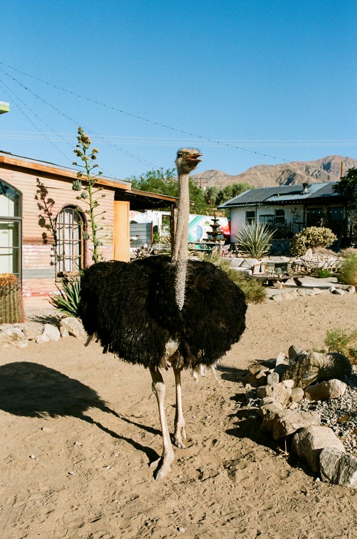 Ryu the ostrich, watching the camera closely