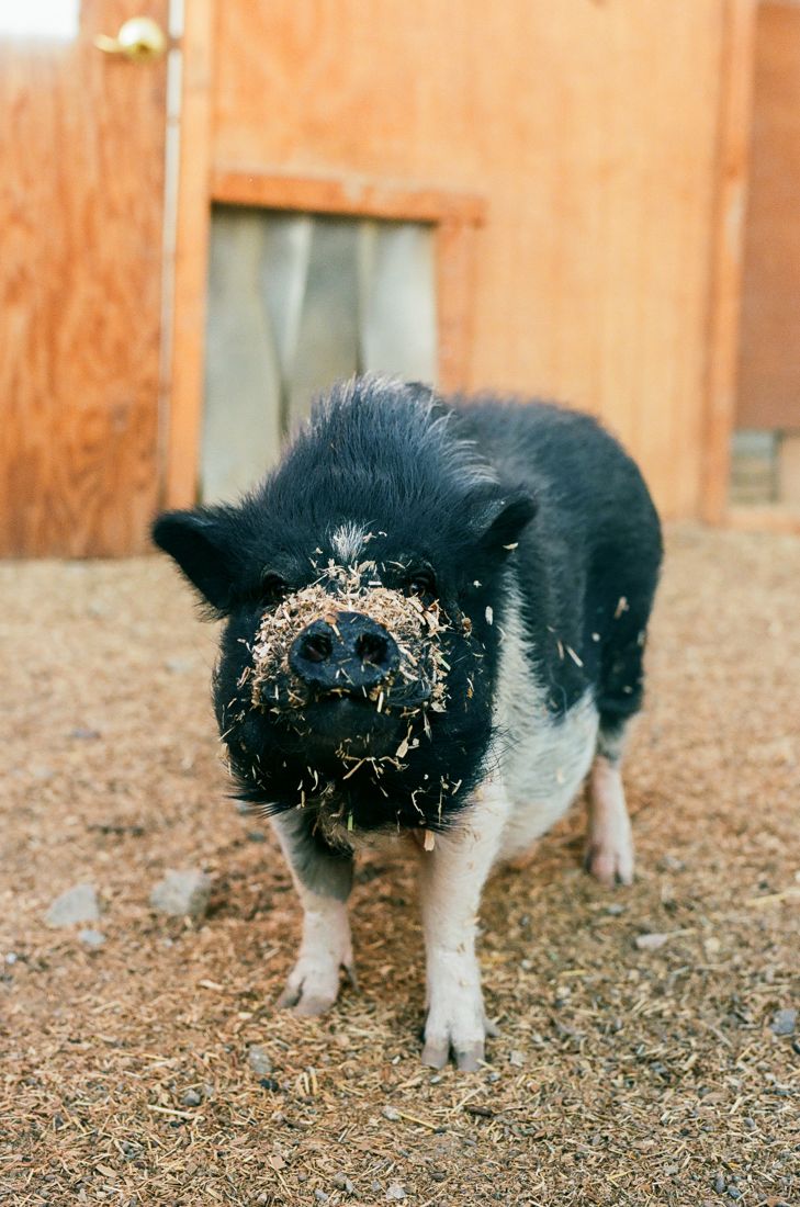 The pigs, snouts first