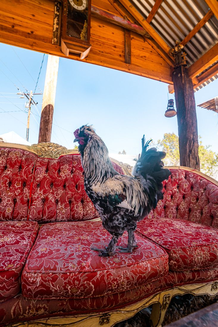 The chickens, claimed the good couch