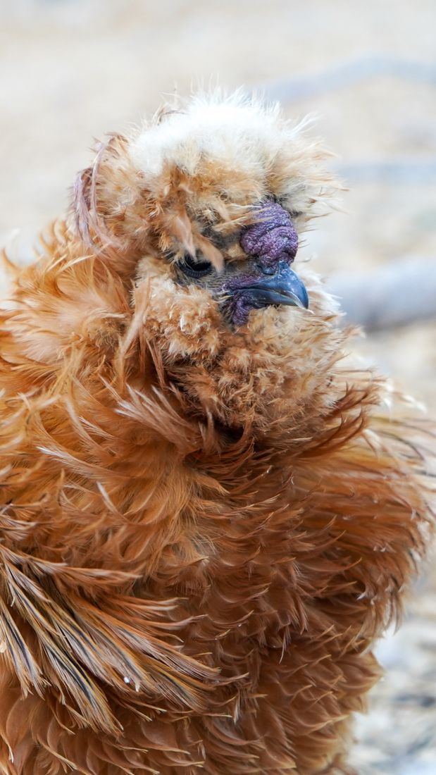 The silkies, permanent bedhead