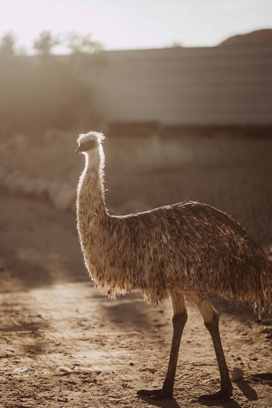 The white emu, impossible to miss